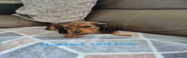 Dachshund 2