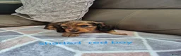 Dachshund dogs for sale:  Stunning Miniature longhaired dachshund puppies  - Advert 5