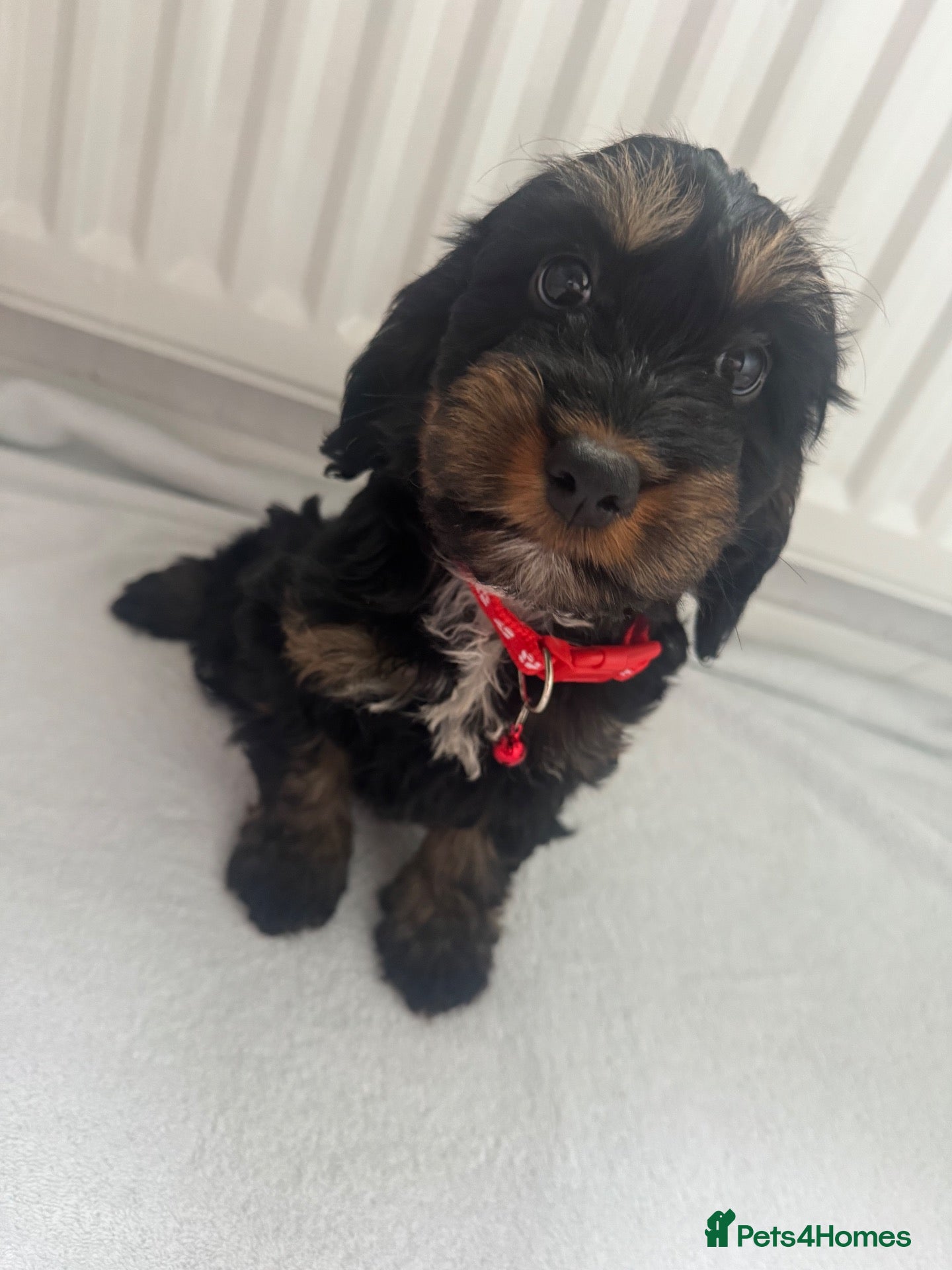 Cockapoo dogs for sale: F1 miniature cockapoos - Advert 1