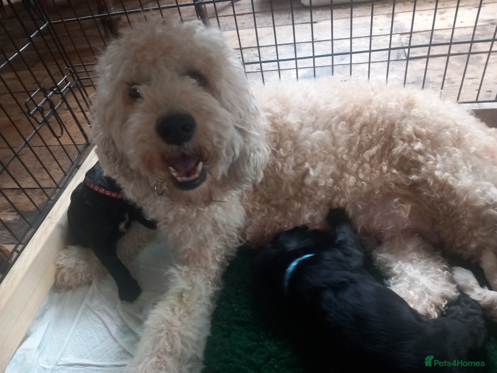 Mixed Breed dogs Cocker / goldendoodle puppies - Advert 1