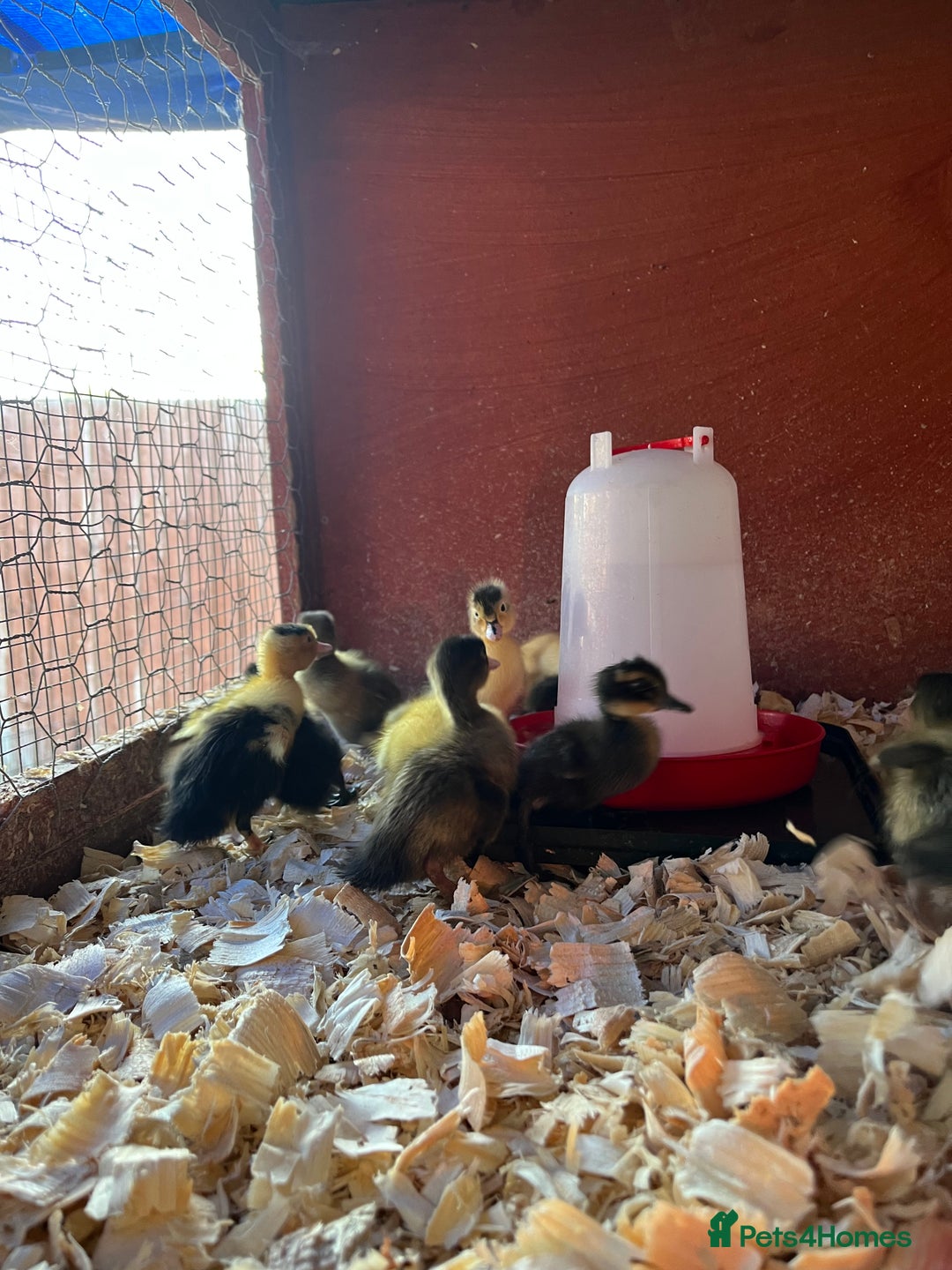 Ducks poultry for sale: Indian runner ducklings  - Image 7