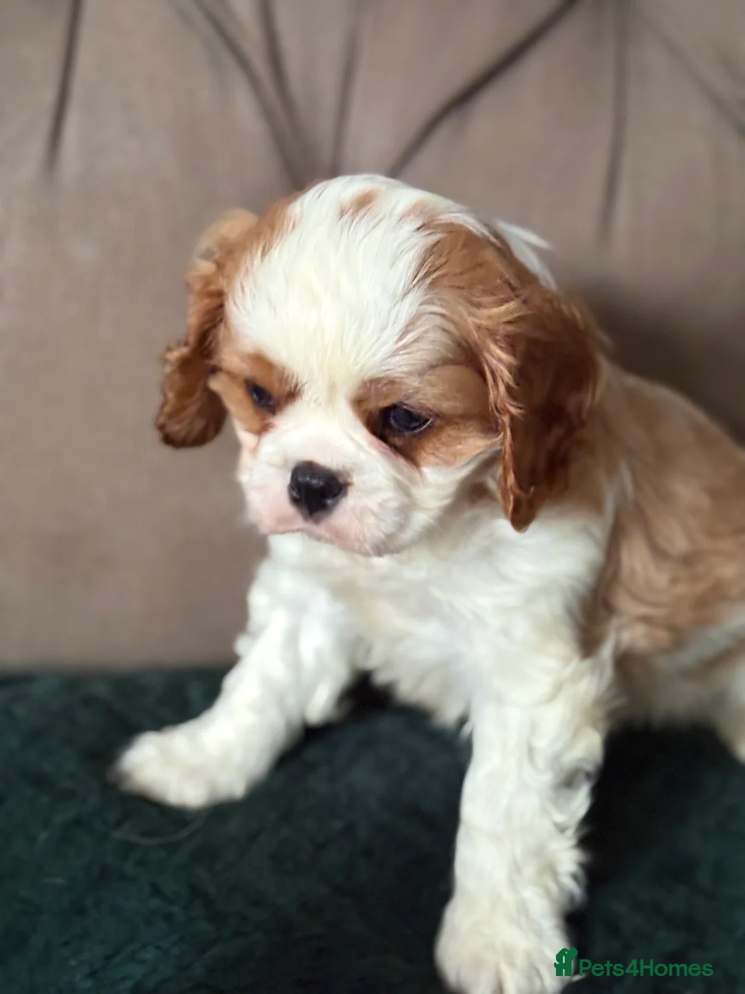 Cavalier King Charles Spaniel dogs for sale: KC PEDIGREE CAVALIER KING CHARLES - Advert 30