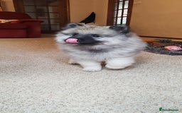 Keeshond dogs for sale: Stunning male Keeshond Puppy ready to go - Image 11