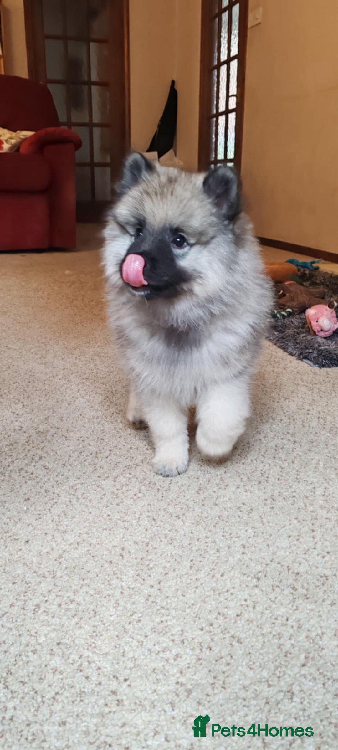 Keeshond dogs for sale: Stunning male Keeshond Puppy ready to go - Image 11