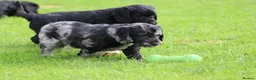 Cockapoo dogs for sale: Beautiful Cockapoo puppies for sale  - Advert 29