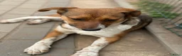 Mixed Breed dogs for adoption: Pretty Luna looking for love - Advert 13
