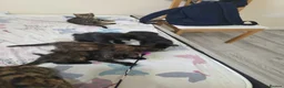 Bengal cats for sale: Stunning Bengal Cross Kittens - Advert 18