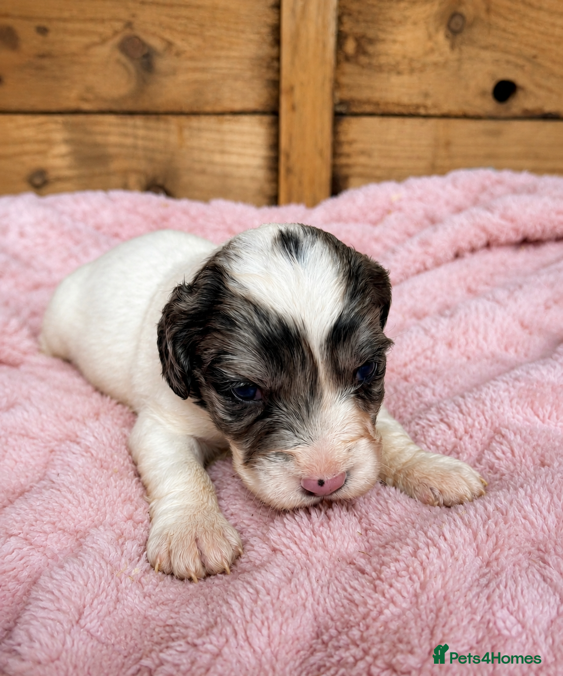 Cocker Spaniel dogs Merle and chocolate spaniel puppies  - Advert 2