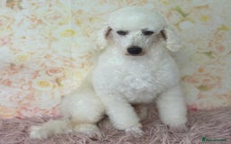 Miniature Poodle dogs for stud: Exceptional Miniature Poodle Stud Dog Services - Image 5