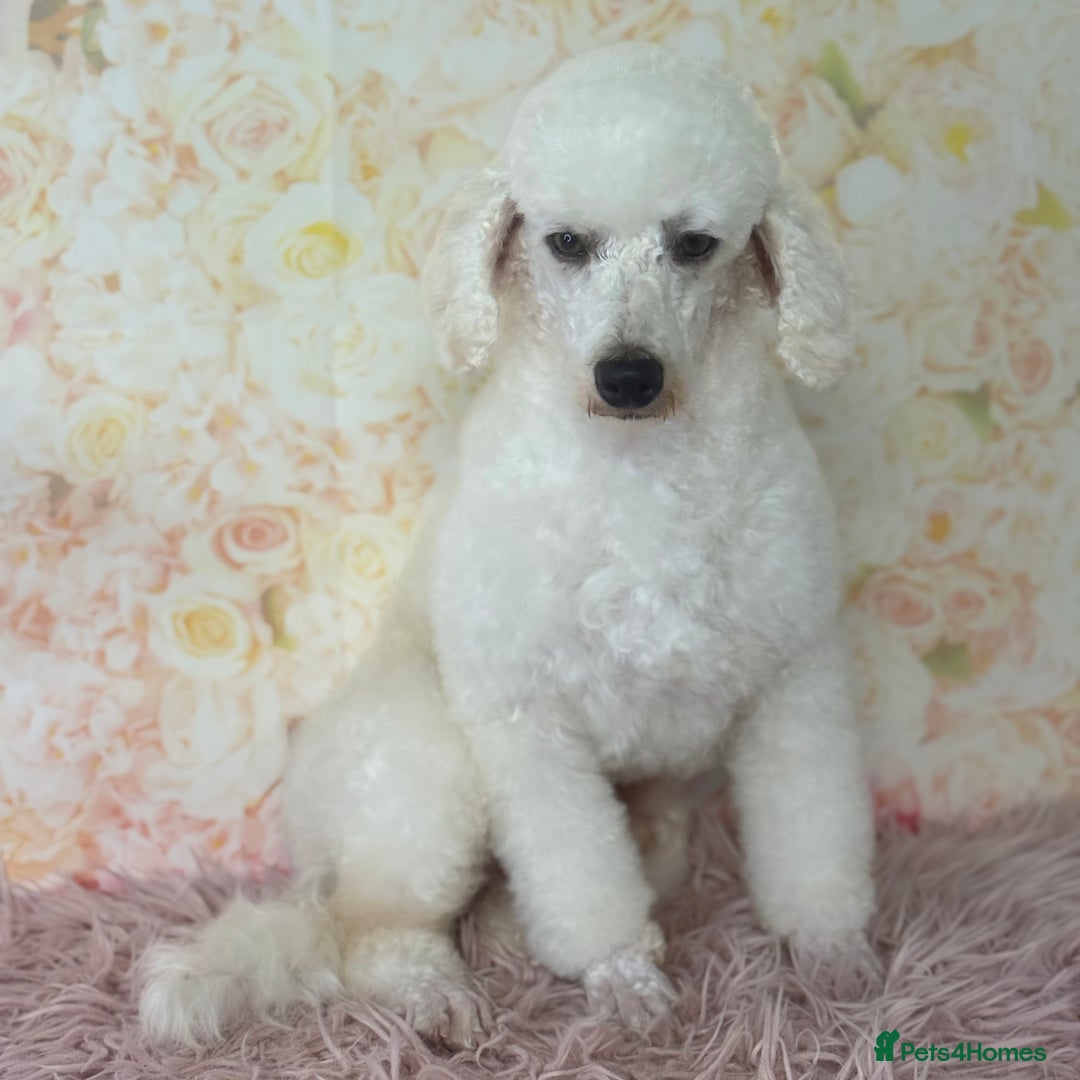 Miniature Poodle dogs for stud: Exceptional Miniature Poodle Stud Dog Services - Image 5