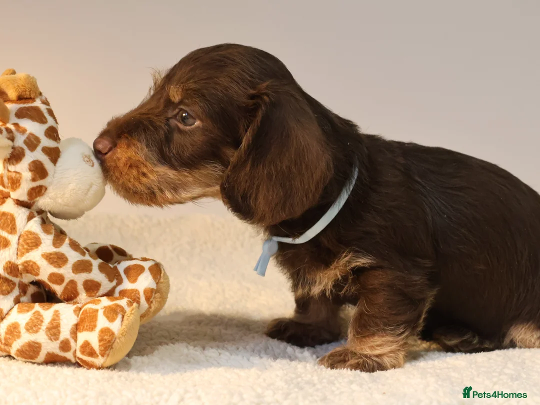 Miniature Dachshund dogs for sale: Choco+Wirehaired+5*Licensed+Kc+Praclear+Vetchecked - Advert 23