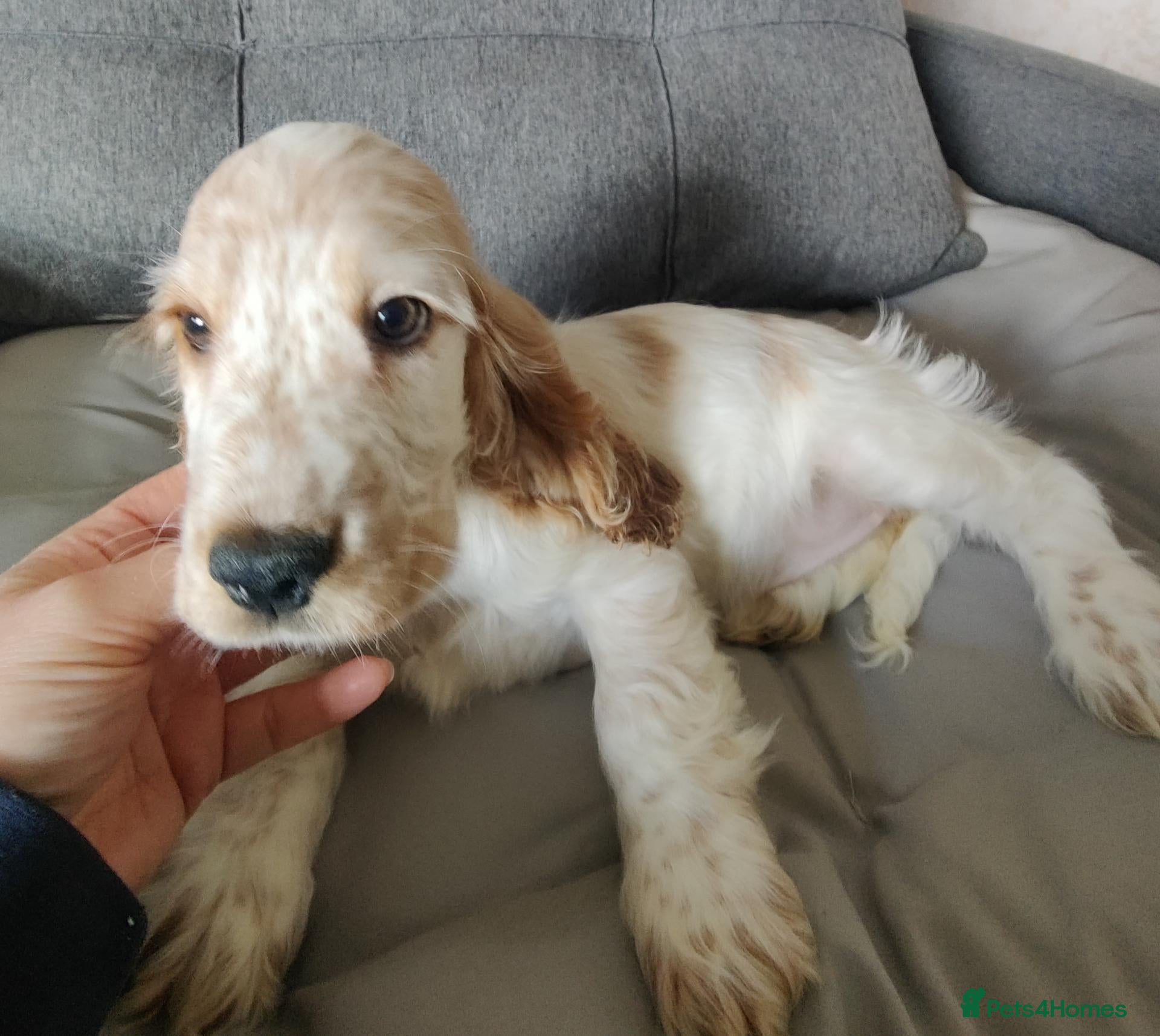 Cocker Spaniel dogs Only 1 left KC/ Show Type Cocker Spaniels - Advert 5