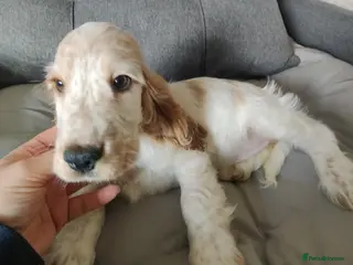 Cocker Spaniel dogs Only 1 left KC/ Show Type Cocker Spaniels - Advert 5