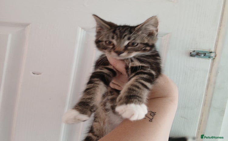 Maine Coon cats in Newport - Advert 5