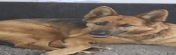 German Shepherd dogs for sale: German Shepherd Female Urgent Rehome  - Advert 2