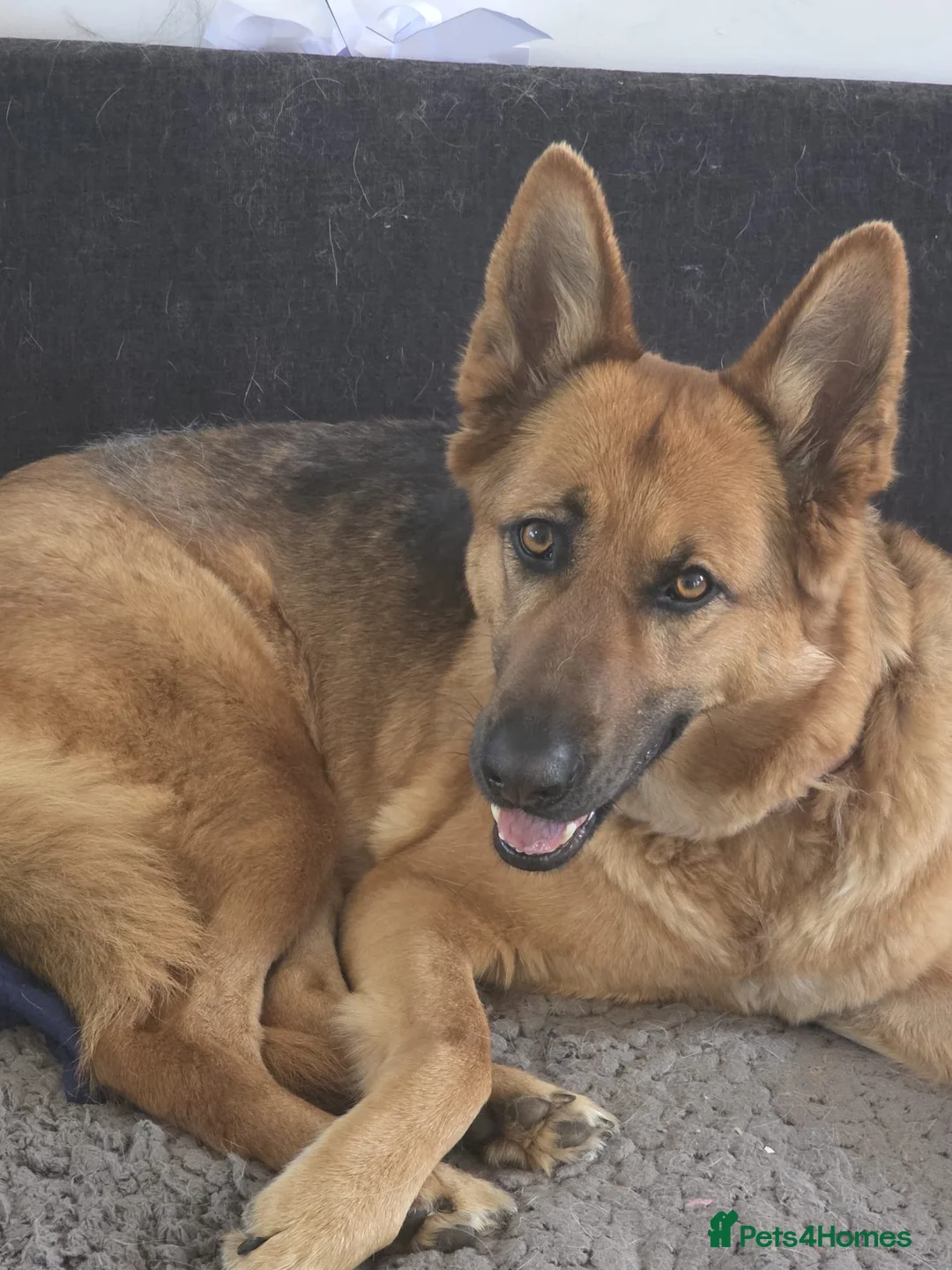 German Shepherd dogs for sale: German Shepherd Female Urgent Rehome  - Advert 2