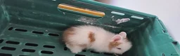 Lionhead rabbits for sale: 2 beautiful purebred lionhead rabbits - Advert 5