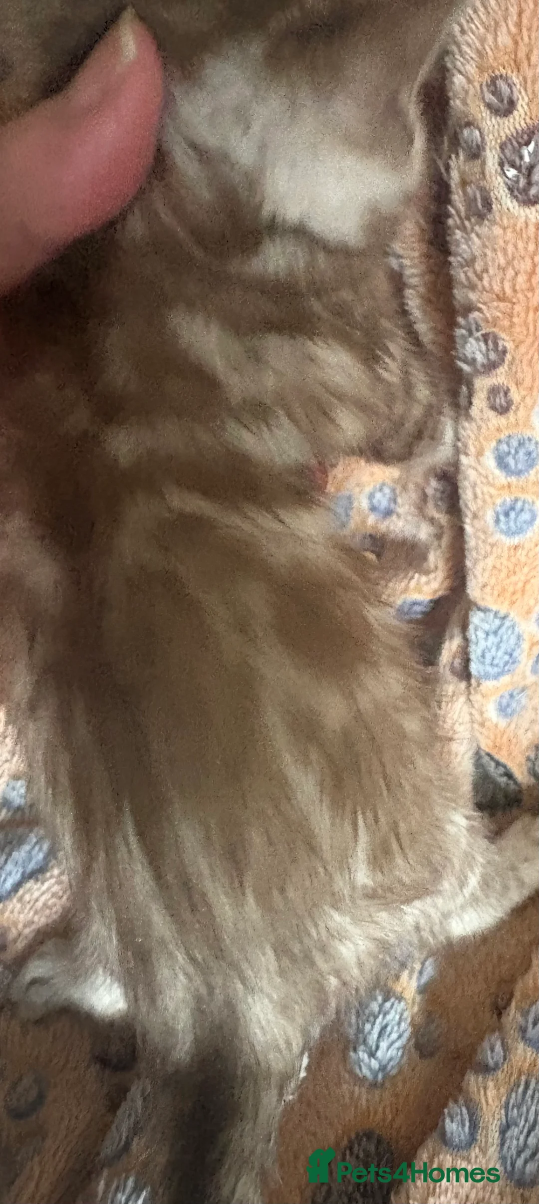 Bengal cats for sale: Stunning Tica reg Bengal kittens  - Advert 13