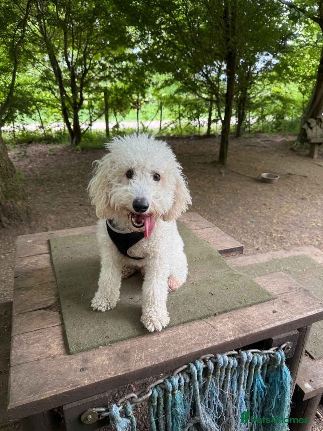 Cockapoo dogs for sale: Cockapoo for sale! in Nottingham - Advert 4