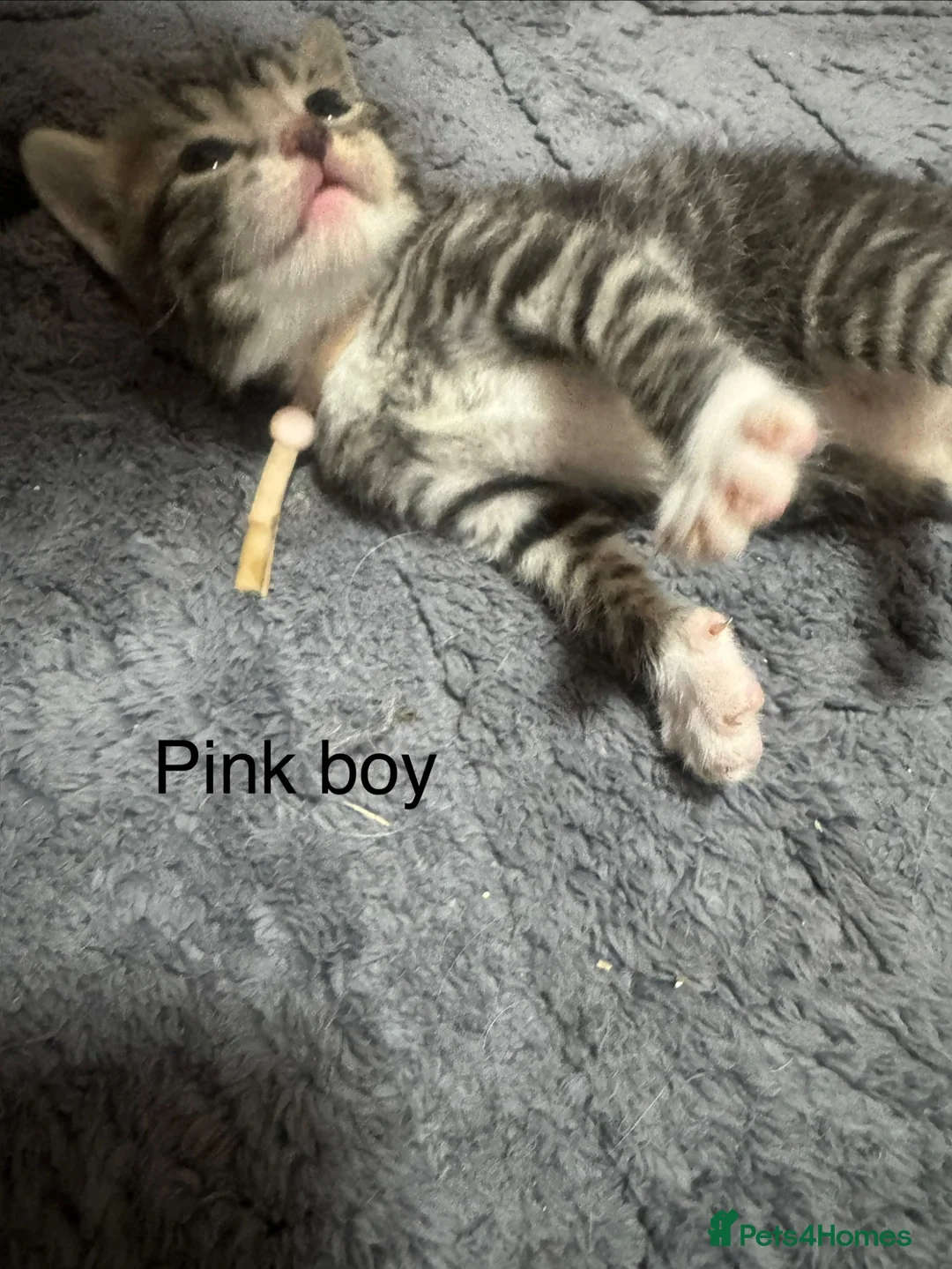 Mixed Breed cats for sale: Gorgeous kittens looking for new homes  - Advert 2