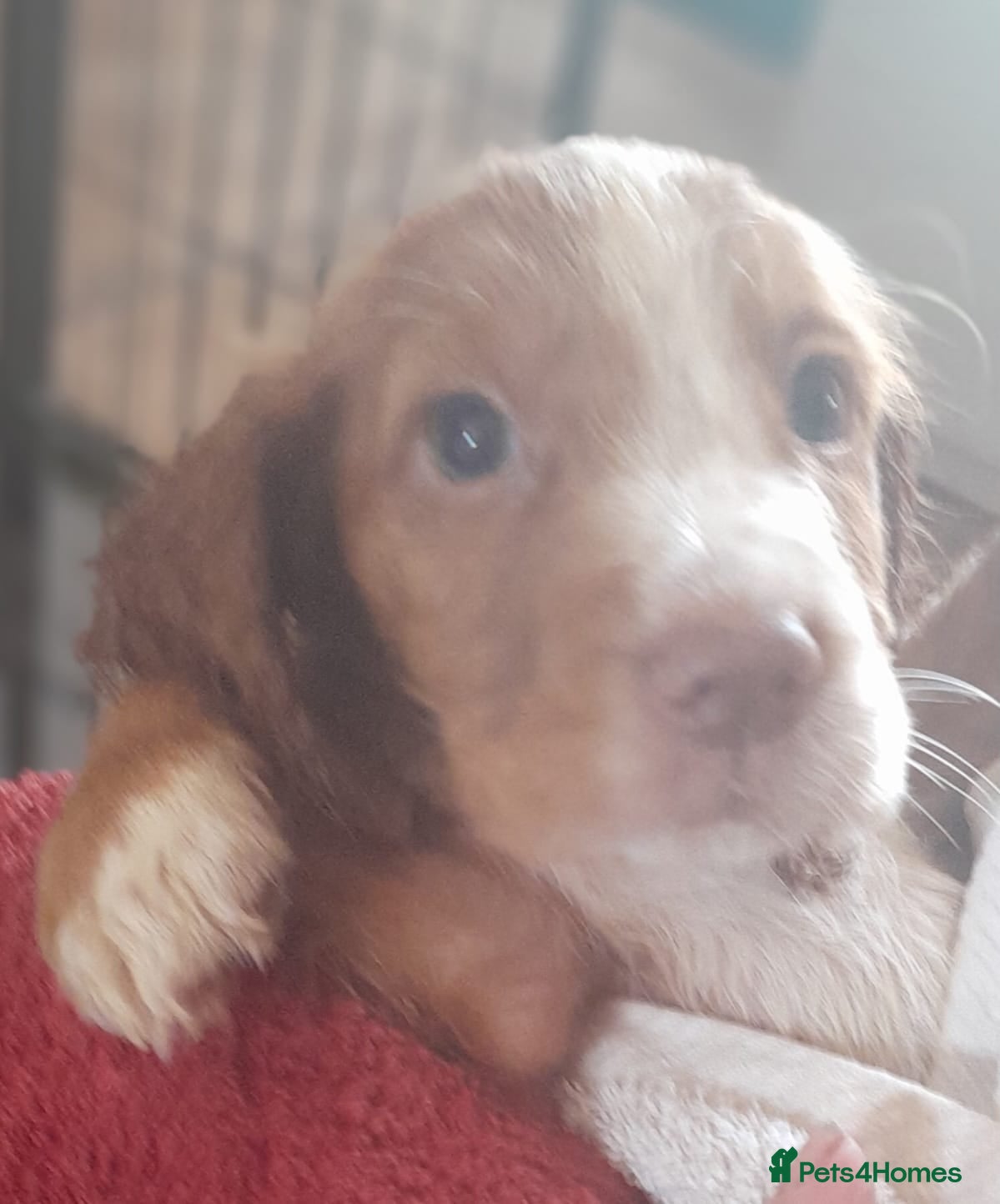 Cocker Spaniel dogs Ready now adorable cocker spaniel  - Advert 2