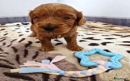 Cockapoo dogs for sale: Cockapoo puppies - Image 3