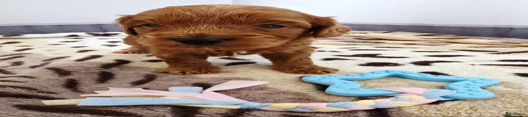 Cockapoo Puppy 5