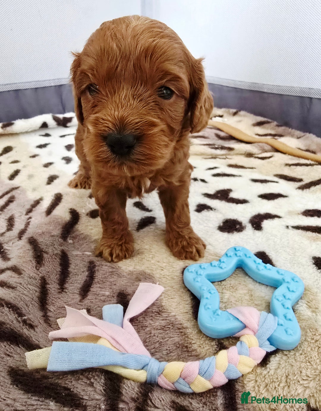 Cockapoo dogs for sale: Cockapoo puppies - Image 3