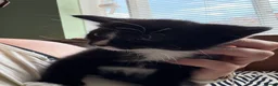 Mixed Breed cats for sale: Beautiful kittens  in Worcester - Advert 8