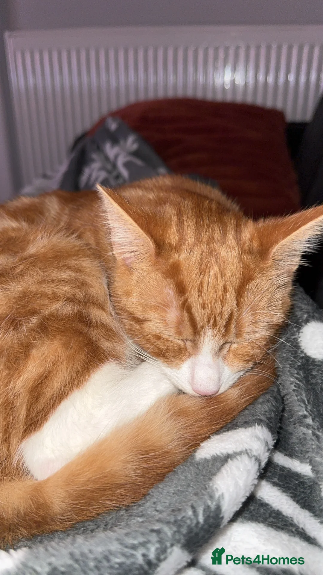 Mixed Breed cats for sale: 2x ginger kittens for sale - Advert 10