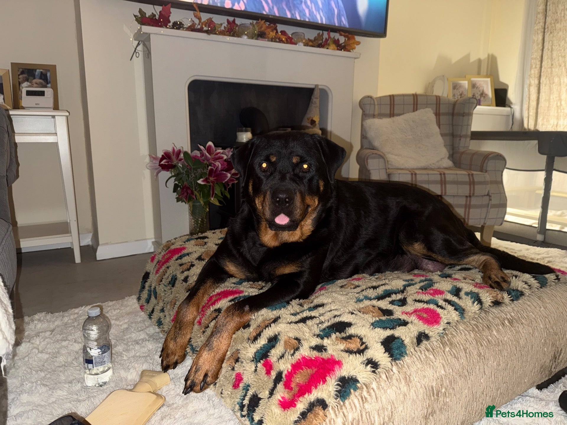 Rottweiler dogs rottweiler puppys - Advert 1