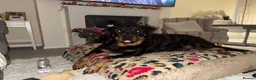 Rottweiler dogs for sale: rottweiler puppys - Advert 1