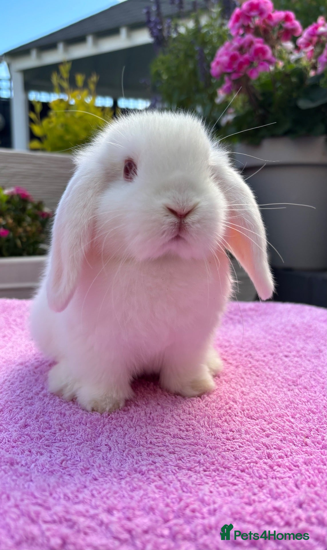 Mini Lop rabbits Gorgeous Pure Bred Baby Mini Lop Girl - Advert 2