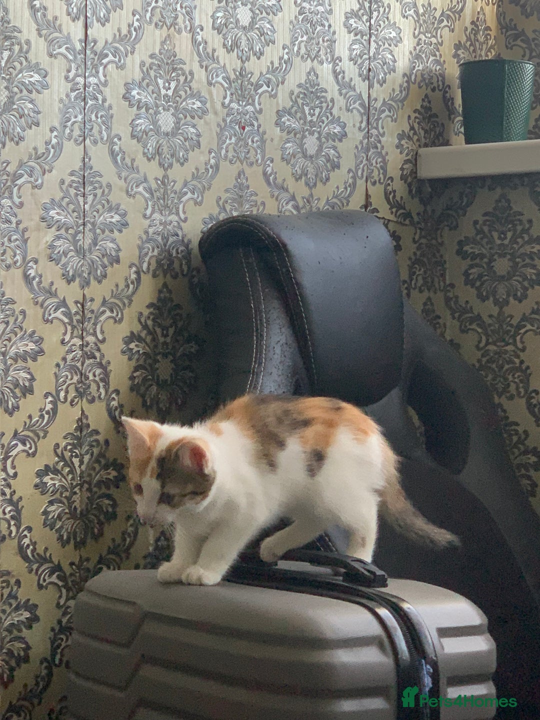 British Shorthair cats for sale: 3 Kitten ready to leave today  - Advert 16