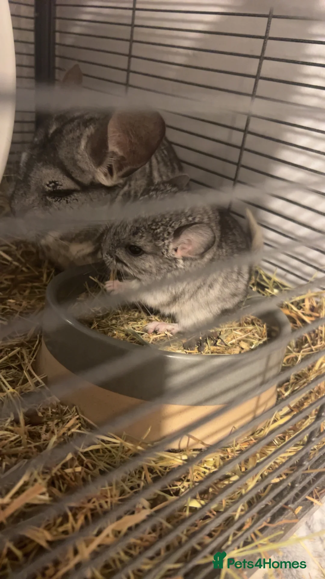 Chinchilla rodents for sale: Two gorgeous baby chinchillas  - Advert 4