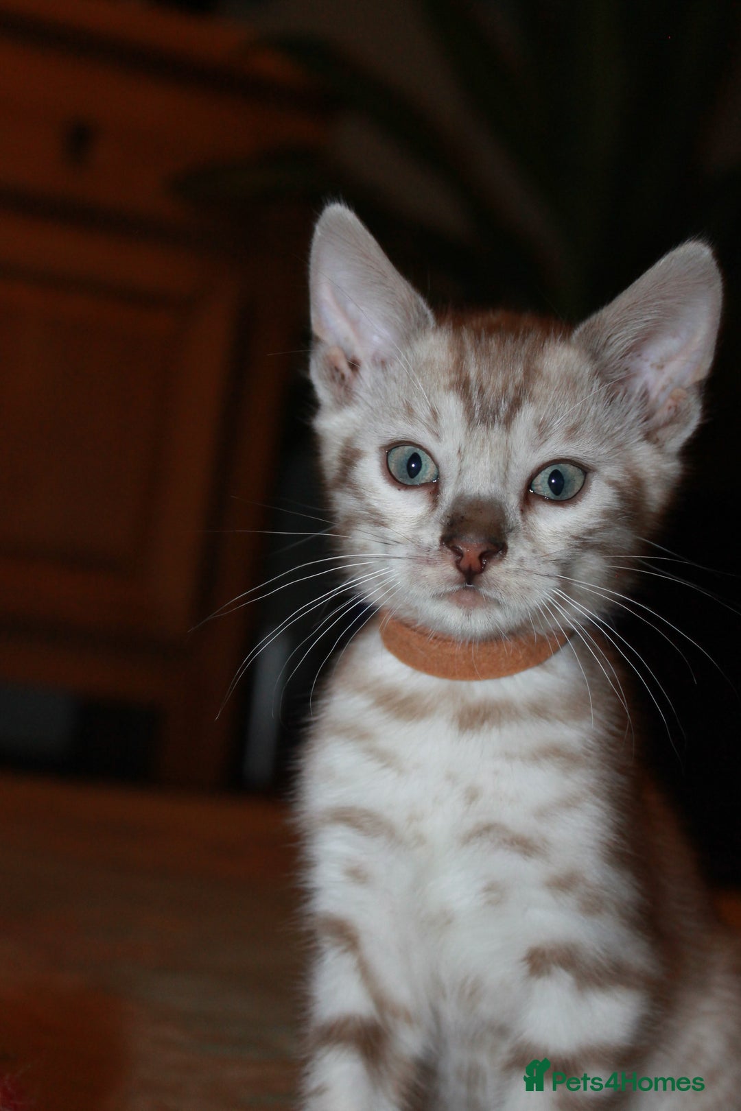 Bengal cats for sale: Last snow boy READY NOW  - Advert 14