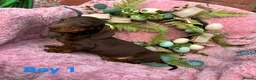 Miniature Dachshund dogs for sale: Minature Dachshund puppys  - Advert 8
