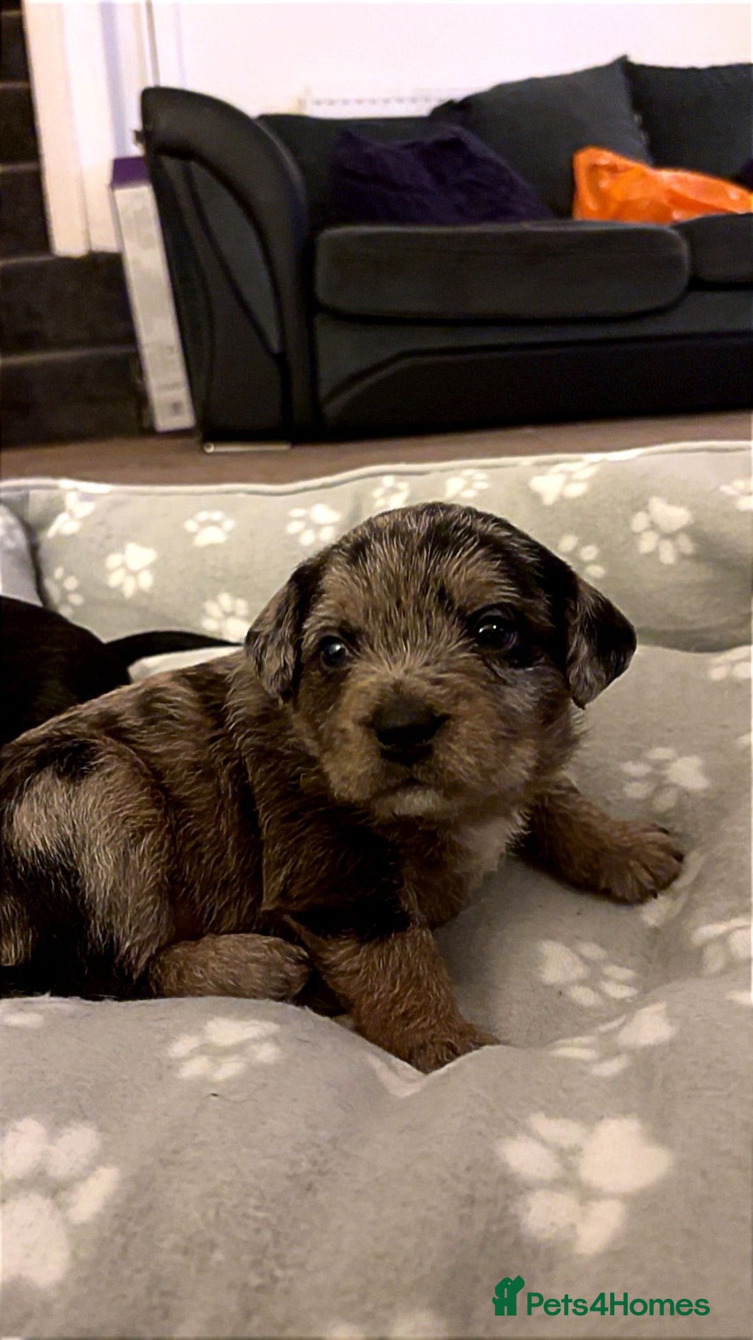 American Bully dogs for sale: RARE FLUFFY POCKET BULLIES - Image 6