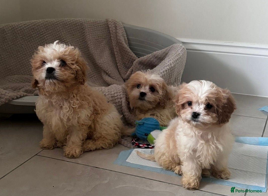 Cavapoo dogs Extensively health tested Stunning Cavapoo boys - Advert 6