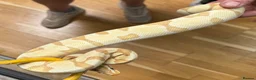 Snake reptiles for sale: Mixed Snakes - Advert 28