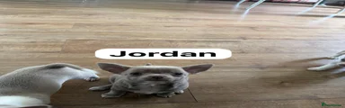 Chihuahua 1
