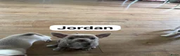 Chihuahua dogs for sale: Lilac chihuahua puppies for sale  3male 1 female  - Advert 7