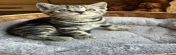 British Shorthair cats for sale: British Shorthair Silver Tabby & Chocolate Tabby - Advert 15
