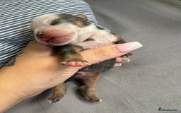 Mixed Breed dogs for sale: Old Tyme bulldogs f1  - Image 2