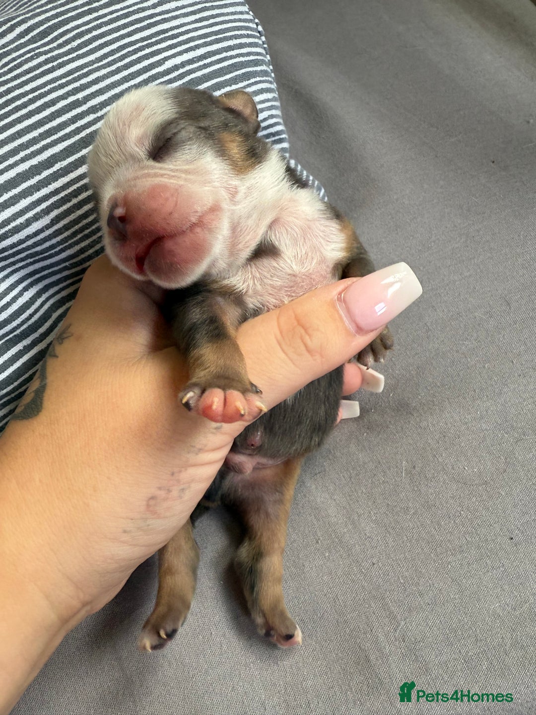 Mixed Breed dogs for sale: Old Tyme bulldogs f1  - Image 2