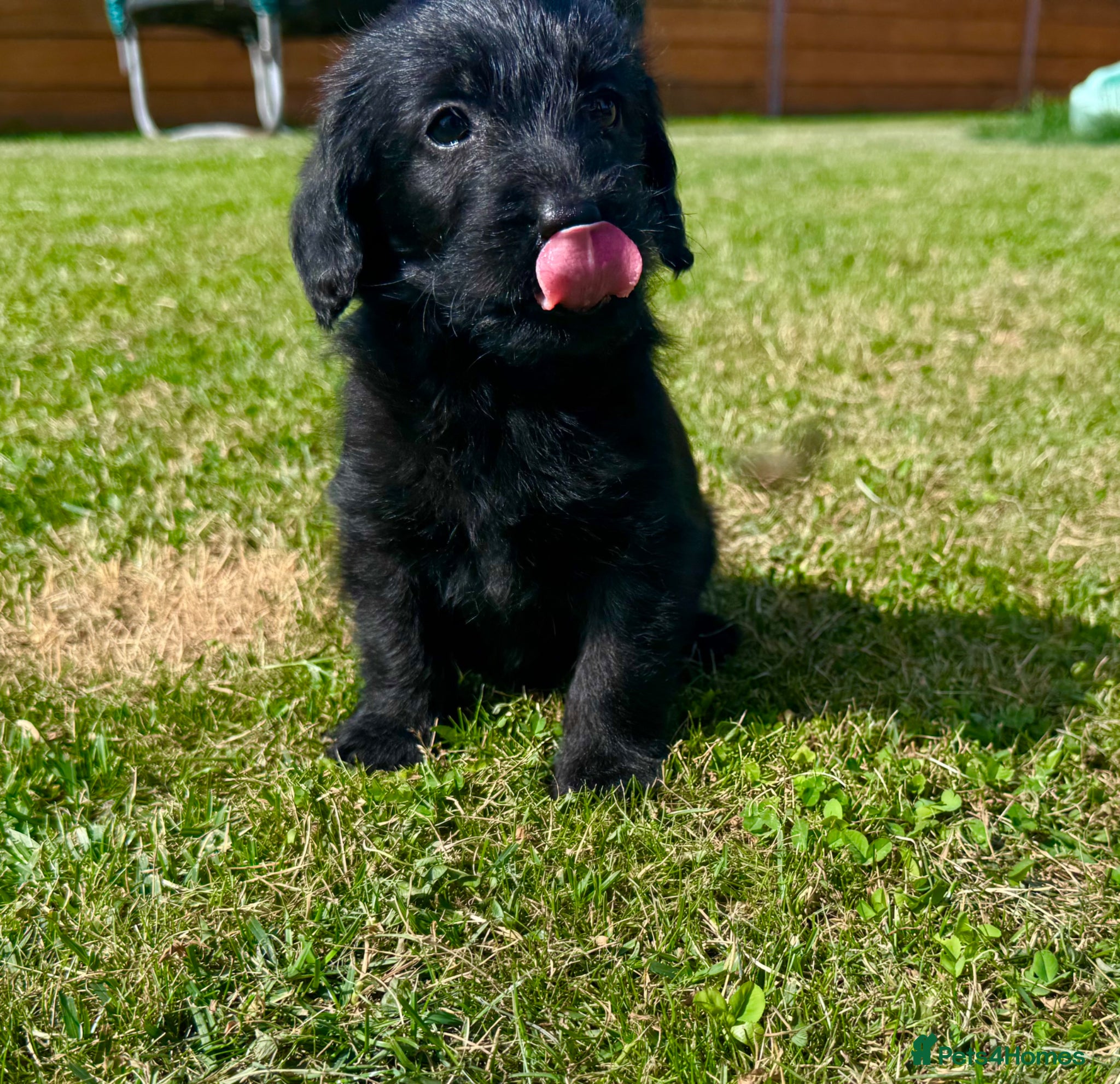 Labradoodle dogs Beautiful Merle Labradoodle Babies 🐾🐾🐾 - Advert 2