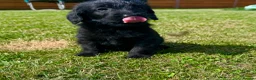 Labradoodle dogs for sale: Beautiful Merle Labradoodle Babies 🐾🐾🐾 - Advert 19