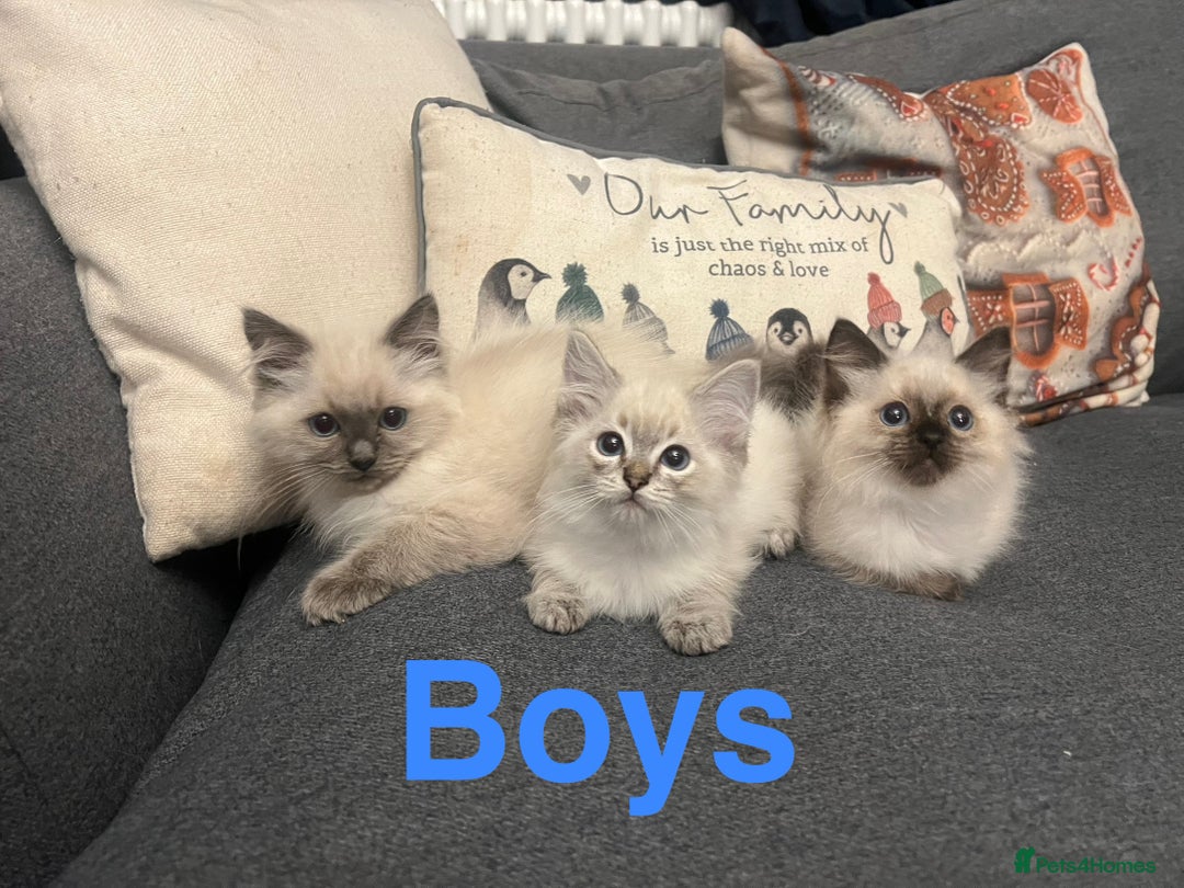 Ragdoll cats for sale: Beautiful ragdoll kittens ready now  - Image 2