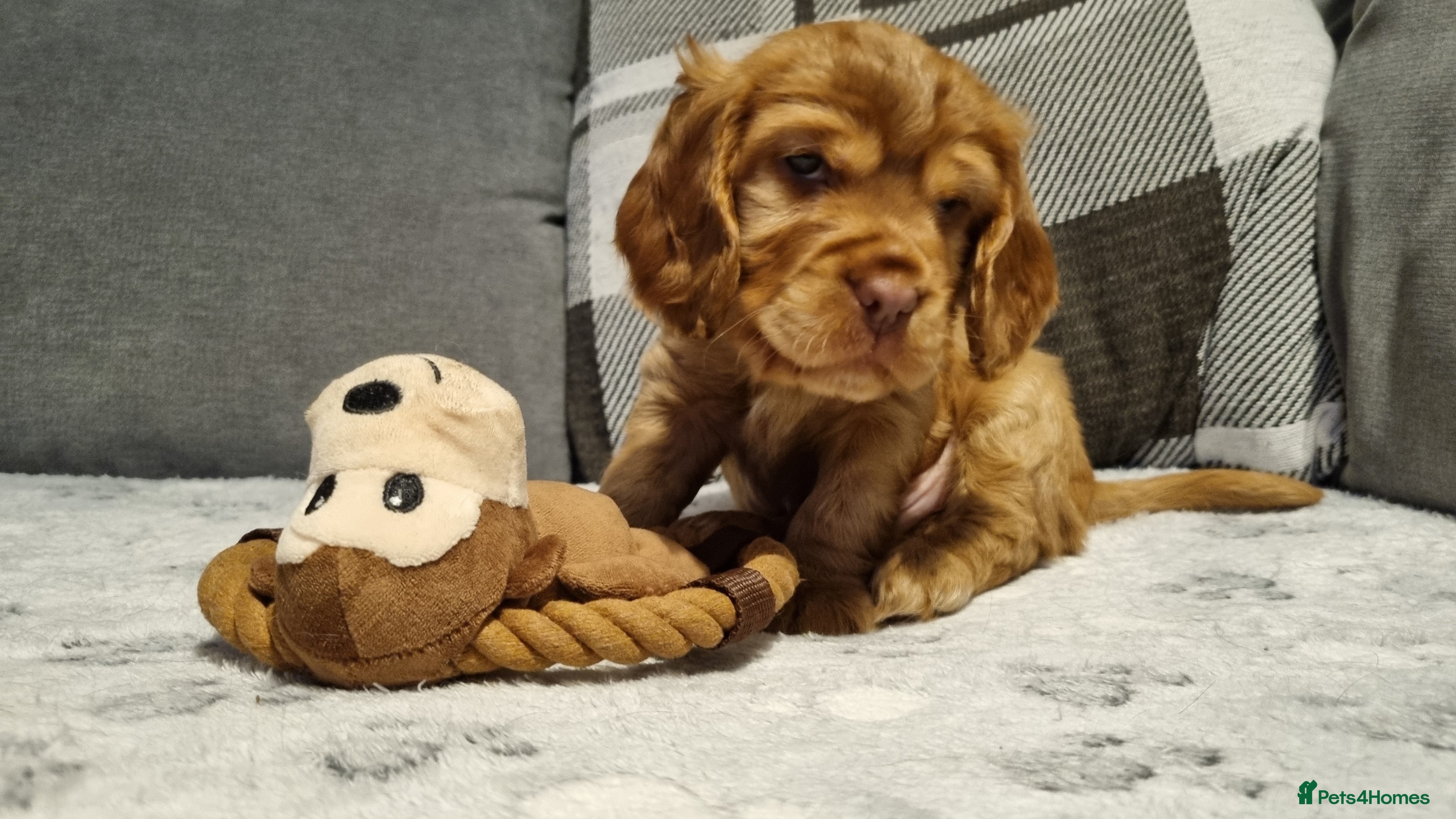Cocker Spaniel dogs for sale: 🐾 Beautiful Show Type Cocker Spaniel Puppies - Advert 10