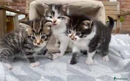 Mixed Breed cats for sale: Fluffy mixed tabby kittens  - Image 1